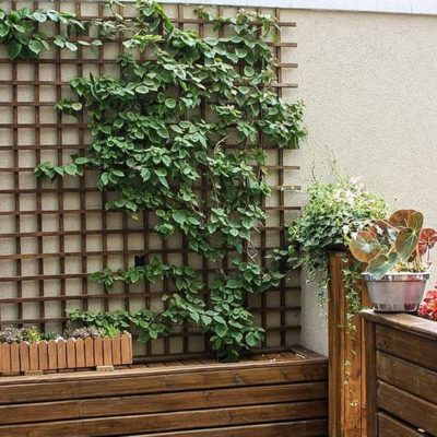 Comment habiller un mur extérieur pour votre jardin ?