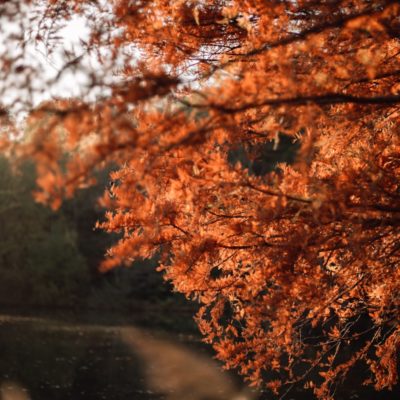 C’est l’automne! Préparez votre jardin à passer l’hiver