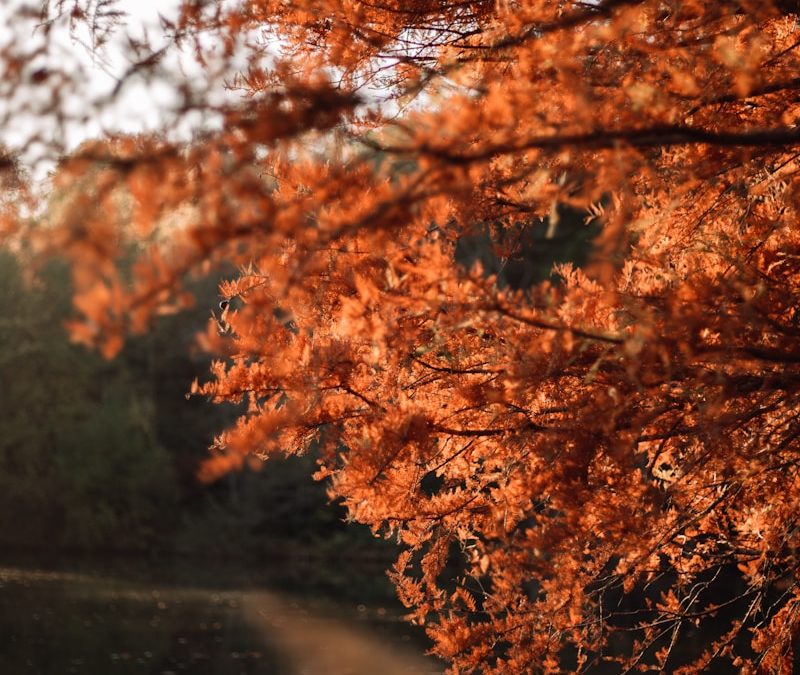 C’est l’automne! Préparez votre jardin à passer l’hiver