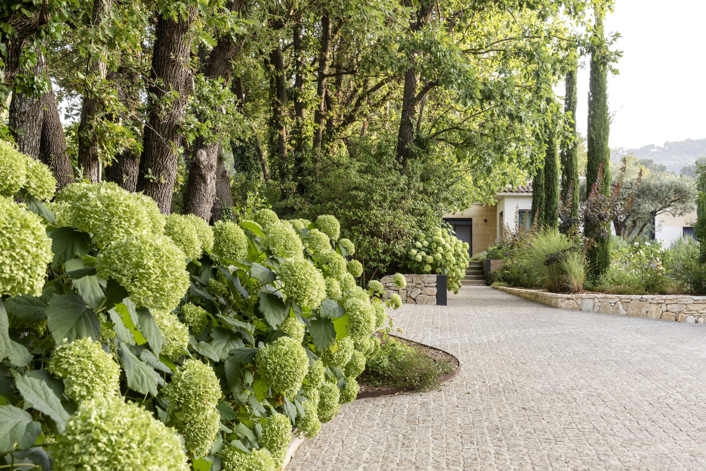 Parenthèse : allée de pavés et hortensias Annabelle, Aix-en-Provence Allée de pavés bordée d'hortensias Annabelle, de chênes et de cyprès menant à la villa, jardin Parenthèse à Aix-en-Provence