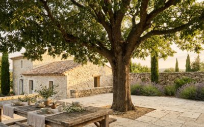 Quel arbre planter en Provence pour rafraîchir sa maison ? Le guide du paysagiste concepteur