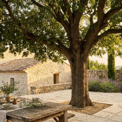 Quel arbre planter en Provence pour rafraîchir sa maison ? Le guide du paysagiste concepteur