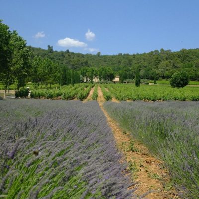Aménagement de jardin provençal : ambiance méditerranéenne raffinée